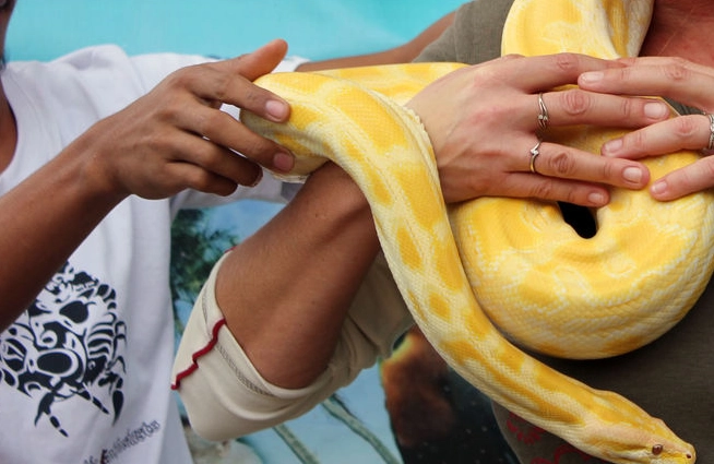 first time snake handling