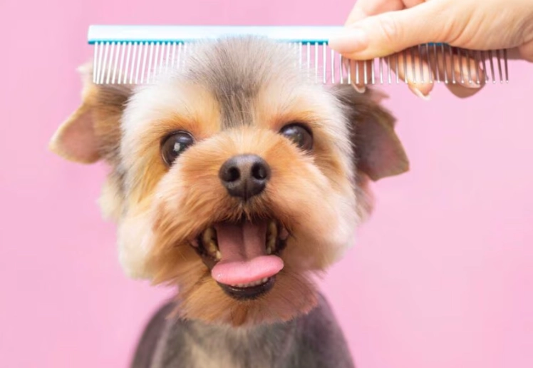 how much to tip dog groomer