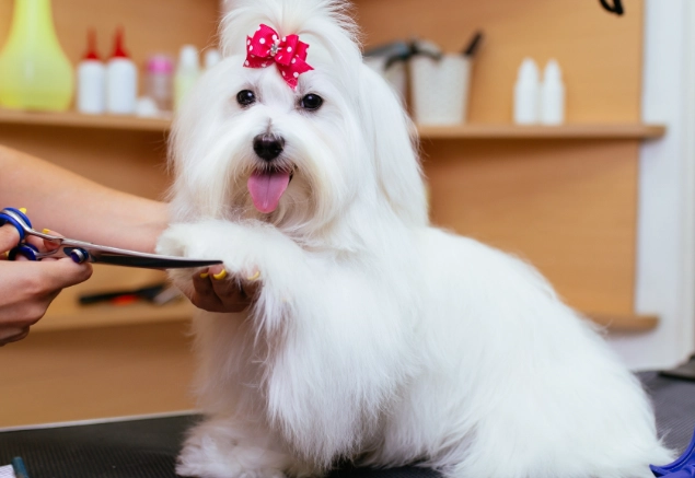 Is a $5 dollar tip good for a dog groomer?