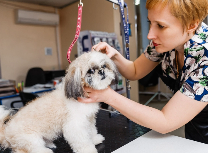 dog grooming red flags
