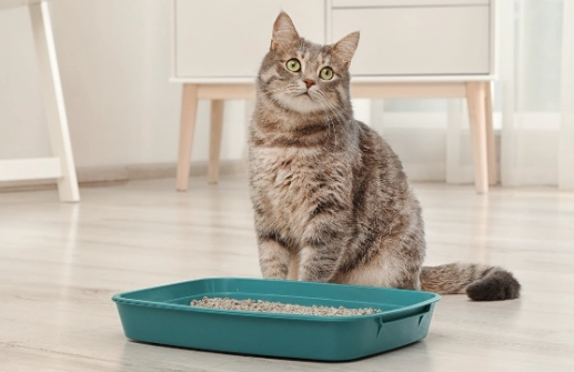 kitten litter box training
