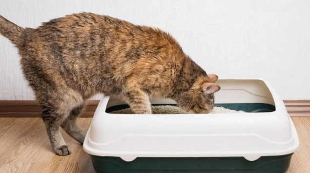 how to litter train a kitten