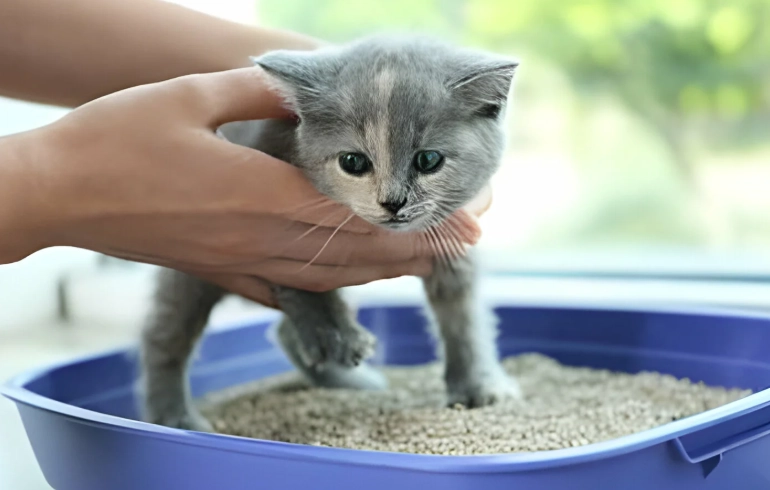 how to train cat to use litter box