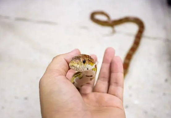 snake handling before feeding