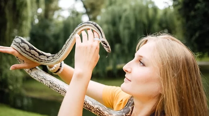snake handling before feeding