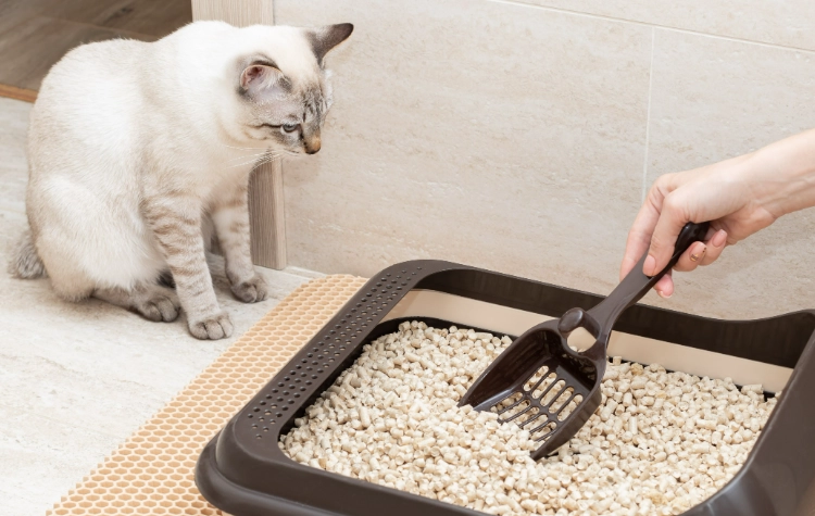 How long does it take to train a cat to use a litter box?