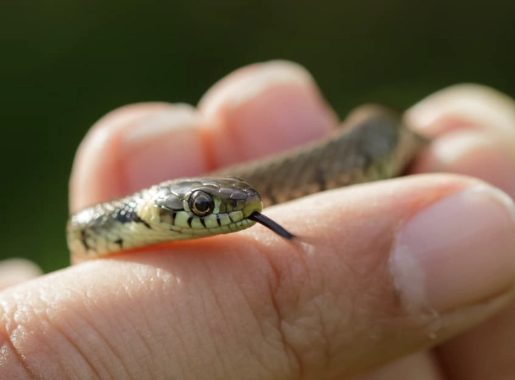 how to hold a snake for the first time
