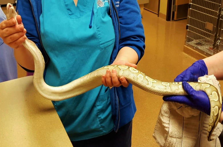 first time snake handling