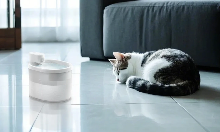 cat litter box training