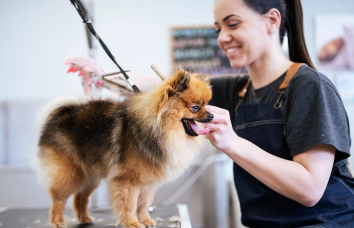 how to choose a dog groomer