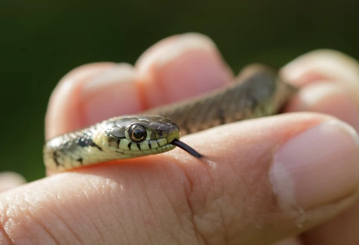 pet snake behavior