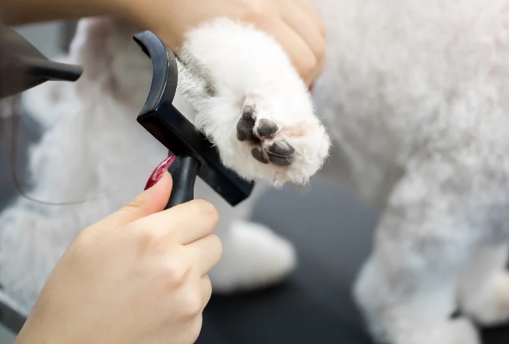 how much to tip dog groomer