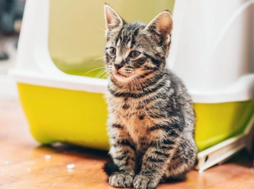 cat won't use litter box