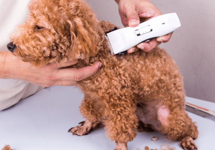 How to Groom a Dog with Clippers: Your Step-by-Step Guide