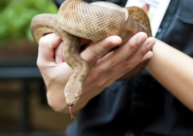 non-venomous pet snakes