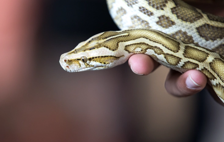 best beginner snakes