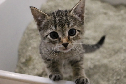 kitten litter training
