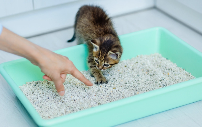 litter train a kitten