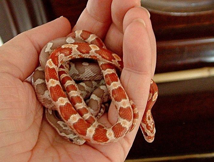 best beginner snakes