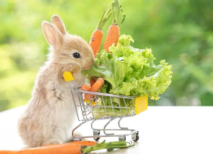 Baby Rabbit Diet Guide: What to Feed, What to Avoid