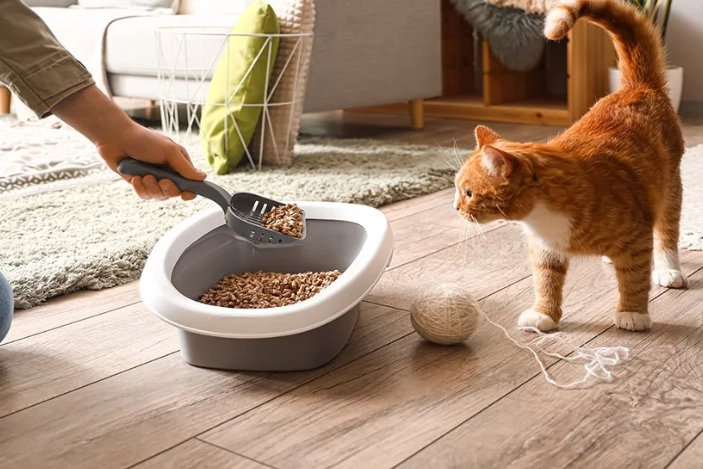 litter box problems solutions