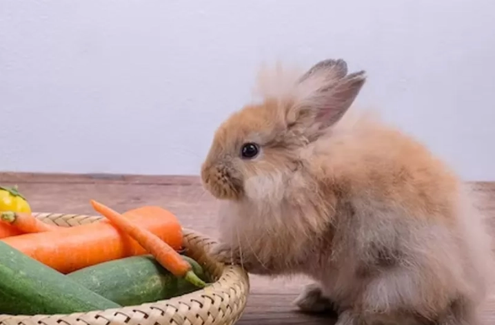 baby rabbit diet