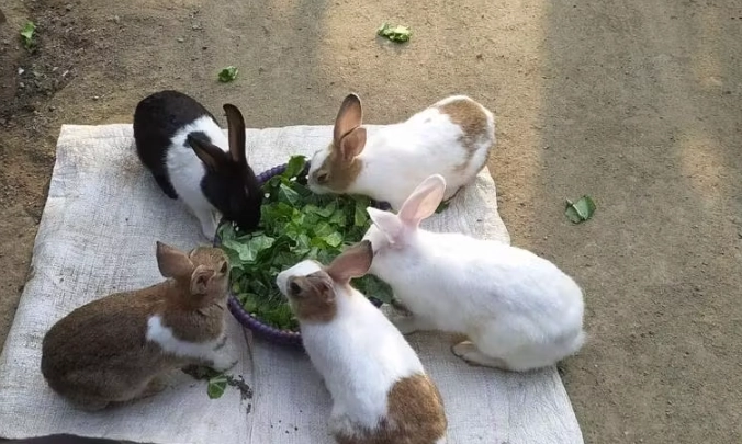 feeding baby rabbits
