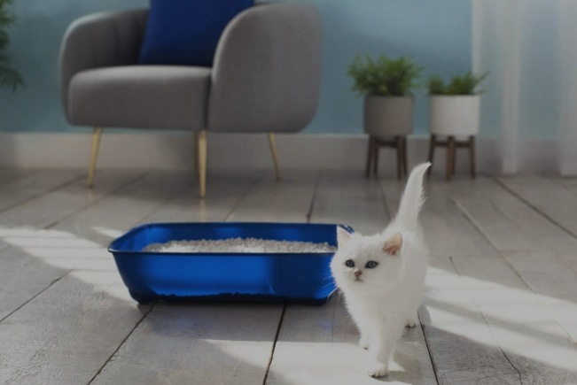 litter train a kitten