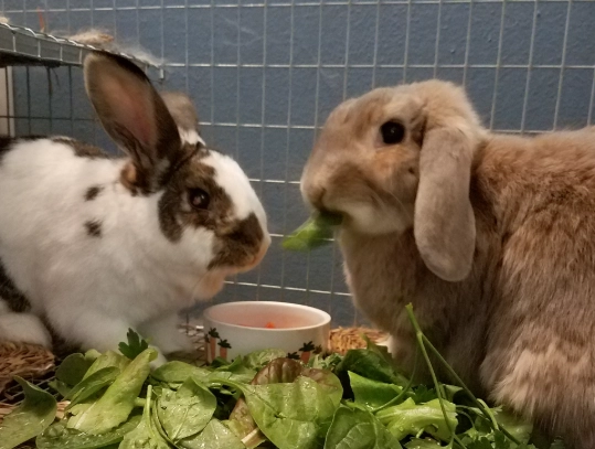 what do baby rabbits eat