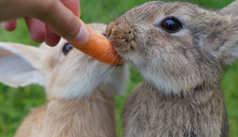 feeding baby rabbits
