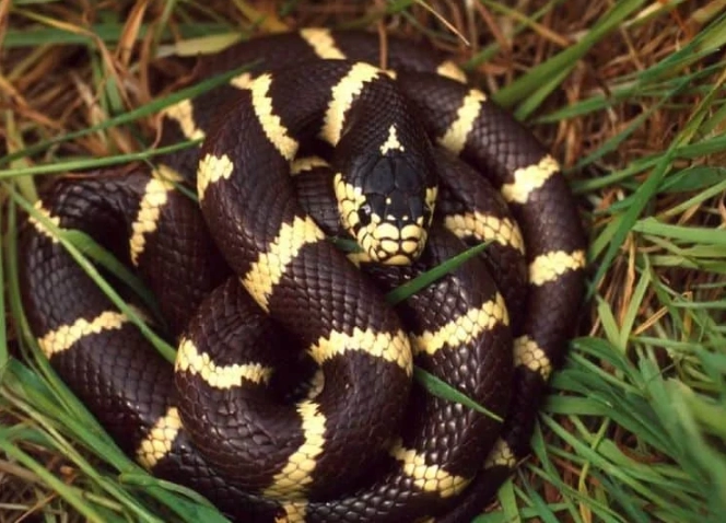 pet snakes that don't bite