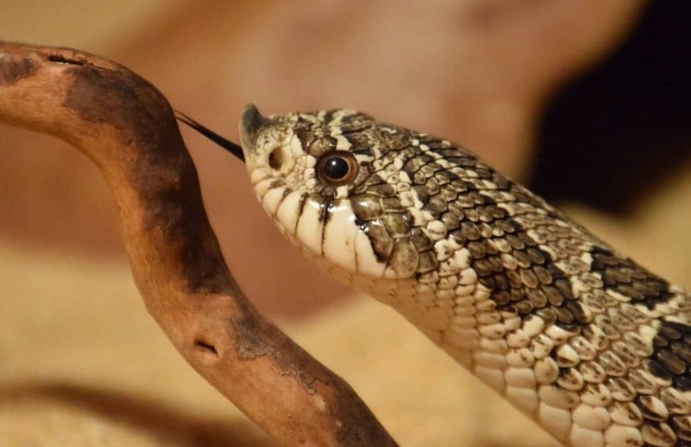 non-venomous pet snakes