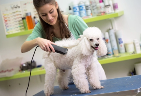 groom dog at home