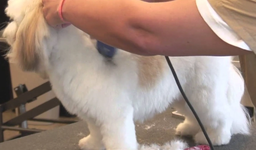 how to groom a dog with clippers