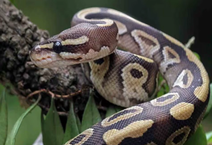 best snake for beginners