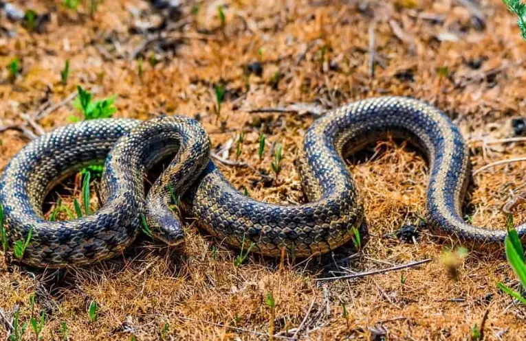 best beginner snakes