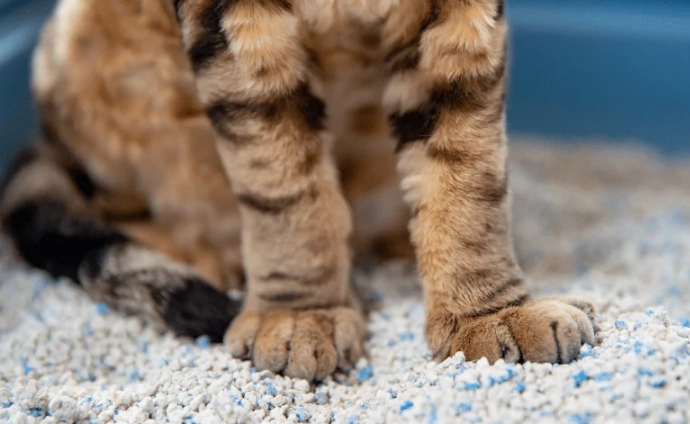 how to litter train a kitten