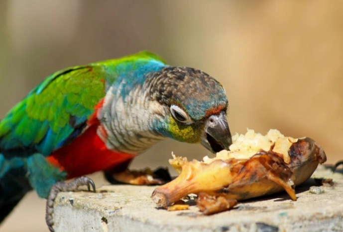 parrot nutrition