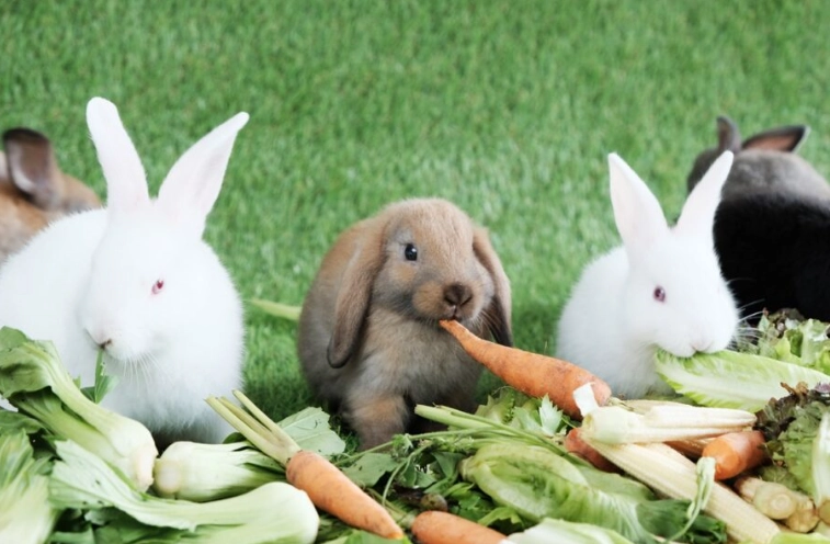 what to feed rabbits by age