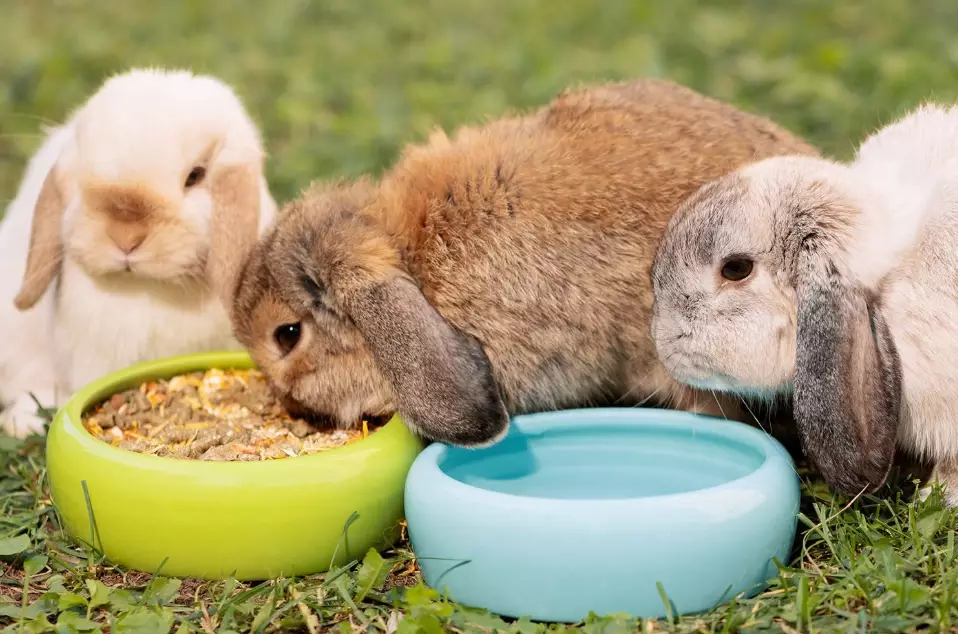 what to feed rabbits