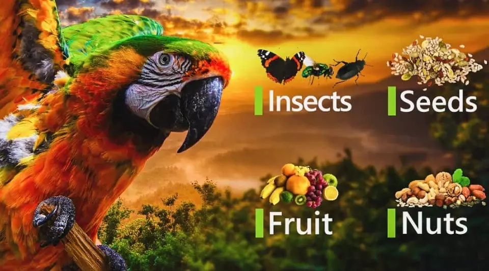 what to feed a parrot