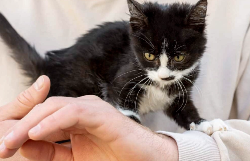 cat behavior problems