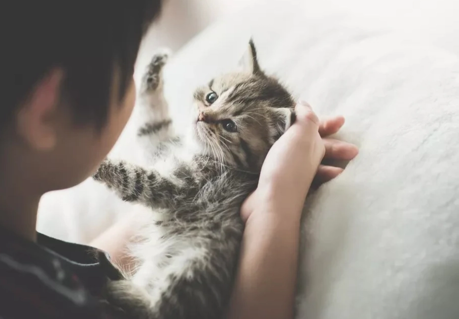 how to care for a kitten