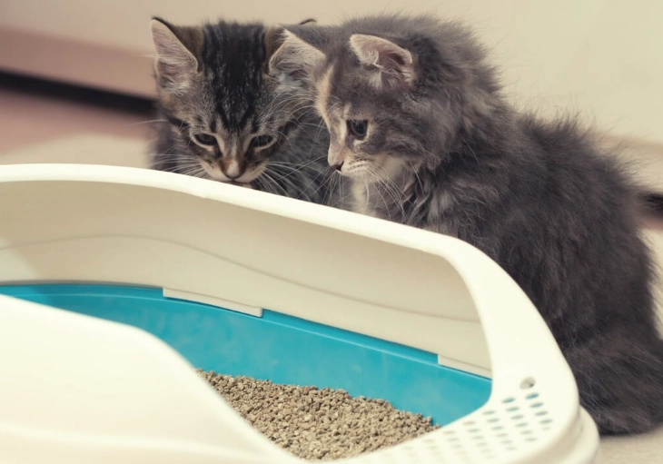 cat litter training