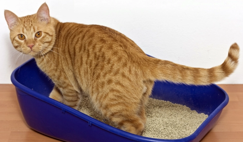 how to litter train a cat