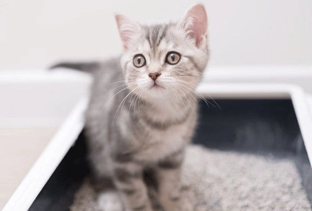 how to train a cat to use litter box