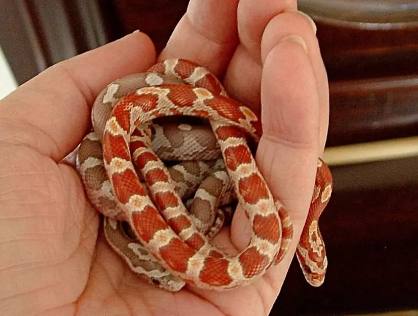 snake enclosure setup