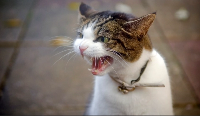 how to stop cat from scratching furniture