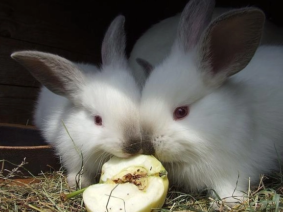 how much food should a rabbit eat a day