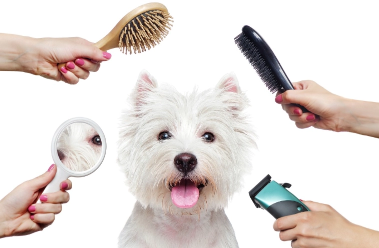 dog grooming tips for groomers